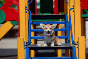 Pet Boarding